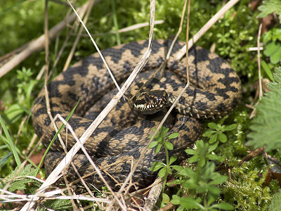 vipera97.jpg